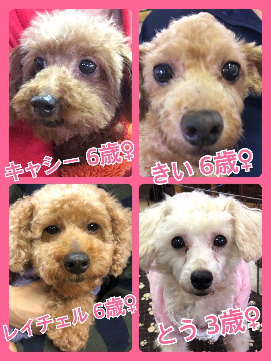 🐾今日の里親様募集中ワンコ🐶メンバーです🐾2018,11,2